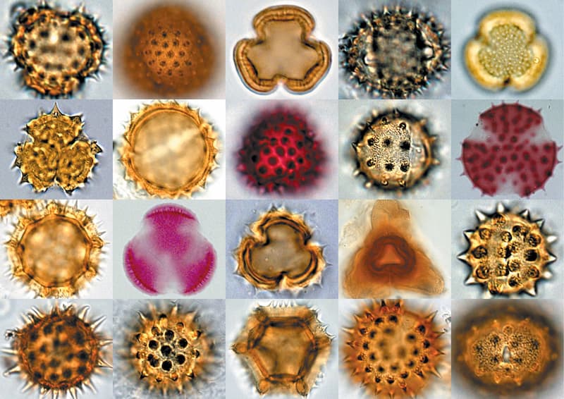 Pollens au microscope